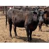 Image 5 : Dwayne & Megan Schwengler - 18 Black Angus X 1st Calf Pairs (Beiseker, AB)