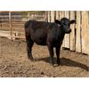 Image 6 : Dwayne & Megan Schwengler - 18 Black Angus X 1st Calf Pairs (Beiseker, AB)