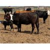 Image 7 : Dwayne & Megan Schwengler - 18 Black Angus X 1st Calf Pairs (Beiseker, AB)