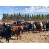 Image 1 : Dercam Farms - 750# Steers - 84 Head (Stony Plain, AB)