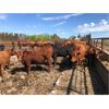 Image 4 : Dercam Farms - 710# Steers - 85 Head (Stony Plain, AB)