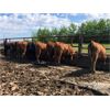 Image 5 : Dercam Farms - 710# Steers - 85 Head (Stony Plain, AB)