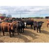 Image 6 : Dercam Farms - 660# Steers - 93 Head (Stony Plain, AB)