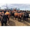 Image 3 : Dercam Farms - 660# Steers - 93 Head (Stony Plain, AB)