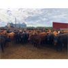 Image 4 : Dercam Farms - 660# Steers - 93 Head (Stony Plain, AB)