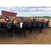 Image 5 : Dercam Farms - 660# Steers - 93 Head (Stony Plain, AB)