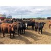 Image 6 : Dercam Farms - 660# Steers - 93 Head (Stony Plain, AB)