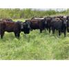 Image 5 : Lee Johnston - 1000# Heifers - 60 Head (Welwyn, SK)
