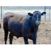 Image 2 : 9X Enterprises - 950# Steers - 50 Head (Brooks, AB)