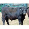 Image 7 : 9X Enterprises - 950# Steers - 50 Head (Brooks, AB)