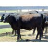 Image 2 : 9X Enterprises - 900# Heifers - 35 Head (Brooks, AB)