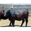 Image 4 : 9X Enterprises - 900# Heifers - 35 Head (Brooks, AB)