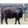 Image 5 : 9X Enterprises - 900# Heifers - 35 Head (Brooks, AB)