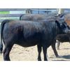 Image 6 : 9X Enterprises - 900# Heifers - 35 Head (Brooks, AB)