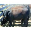 Image 7 : 9X Enterprises - 900# Heifers - 35 Head (Brooks, AB)
