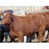 Image 3 : Coro View Farms - 780# Steers - 75 Head (Scandia, AB)