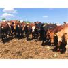 Image 2 : Lesher Lane Enterprises Ltd. - 885# Heifers - 420 Head (Lacombe, AB)