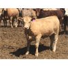Image 3 : Lesher Lane Enterprises Ltd. - 885# Heifers - 420 Head (Lacombe, AB)