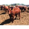 Image 4 : Lesher Lane Enterprises Ltd. - 885# Heifers - 420 Head (Lacombe, AB)