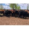 Image 2 : Vandeligt Farms - 685# Steers - 70 Head (Jarvie, AB)