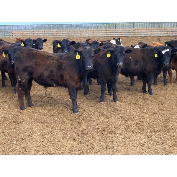 K6 Farms - 825# Steers - 155 Head (Linden, AB)