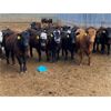 Image 2 : K6 Farms - 825# Steers - 155 Head (Linden, AB)