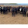 Image 3 : K6 Farms - 825# Steers - 155 Head (Linden, AB)