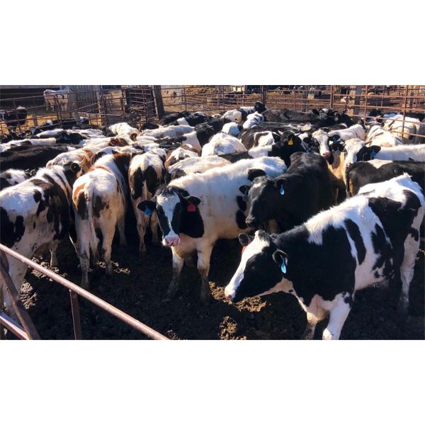 Sunrise Cattle Co. -  815# Steers - 215 Head (Steinbach, MB)