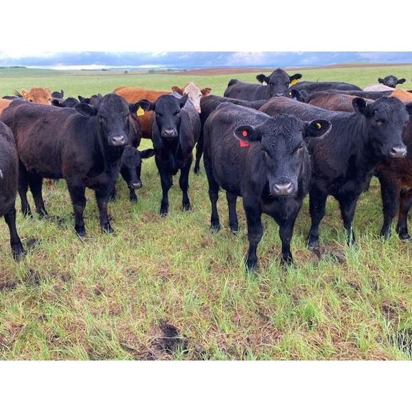 Ben & Stephanie Campbell - 780# Heifers - 50 Head (Black Diamond, AB)