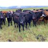 Image 2 : Ben & Stephanie Campbell - 780# Heifers - 50 Head (Black Diamond, AB)
