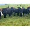 Image 5 : Ben & Stephanie Campbell - 780# Heifers - 50 Head (Black Diamond, AB)