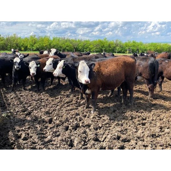 Chimney Hills Cattle Co. - 875# Heifers - 65 Head (Standard, AB)