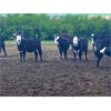Image 5 : Chimney Hills Cattle Co. - 875# Heifers - 65 Head (Standard, AB)