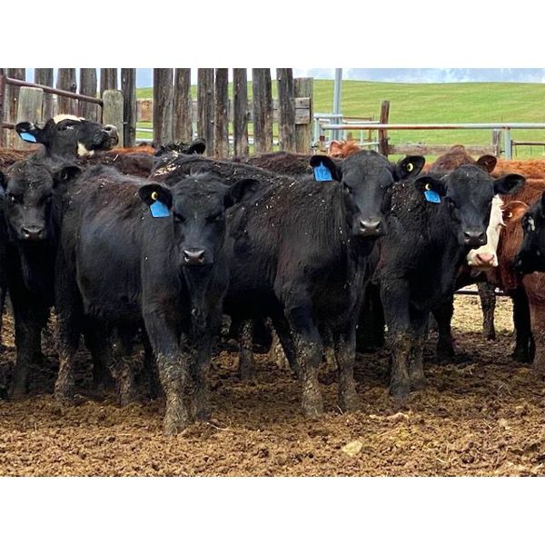 Kent Fenton - 580# Steers - 70 Head (Black Diamond, AB)