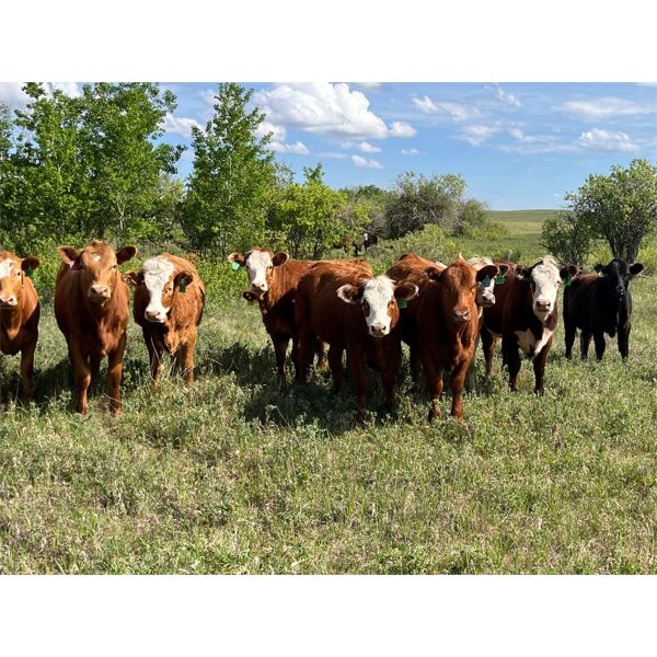 Sharp Hills Ranch Ltd. - 1020# Heifers - 244 Head (Sedalia, AB)