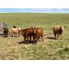 Image 2 : Sharp Hills Ranch Ltd. - 1020# Heifers - 244 Head (Sedalia, AB)