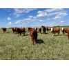 Image 3 : Sharp Hills Ranch Ltd. - 1020# Heifers - 244 Head (Sedalia, AB)