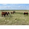 Image 5 : Sharp Hills Ranch Ltd. - 1020# Heifers - 244 Head (Sedalia, AB)