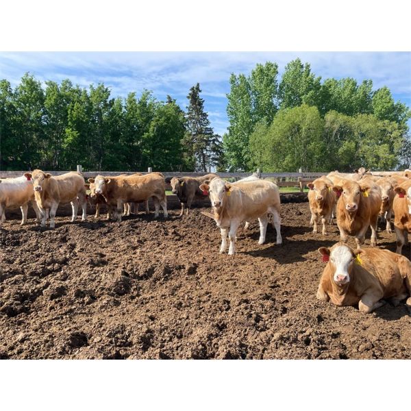 Range 45 Ranch Ltd. - 960# Heifers - 65 Head (Dewberry, AB)