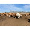 Image 5 : Range 45 Ranch Ltd. - 960# Heifers - 65 Head (Dewberry, AB)