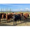 Image 10 : Poplar View Stock Farm - 925# Heifers - 200 Head (Pipestone, MB)