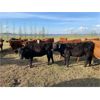 Image 11 : Poplar View Stock Farm - 925# Heifers - 200 Head (Pipestone, MB)