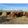 Image 12 : Poplar View Stock Farm - 925# Heifers - 200 Head (Pipestone, MB)