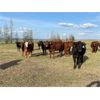 Image 14 : Poplar View Stock Farm - 925# Heifers - 200 Head (Pipestone, MB)