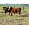 Image 15 : Poplar View Stock Farm - 925# Heifers - 200 Head (Pipestone, MB)