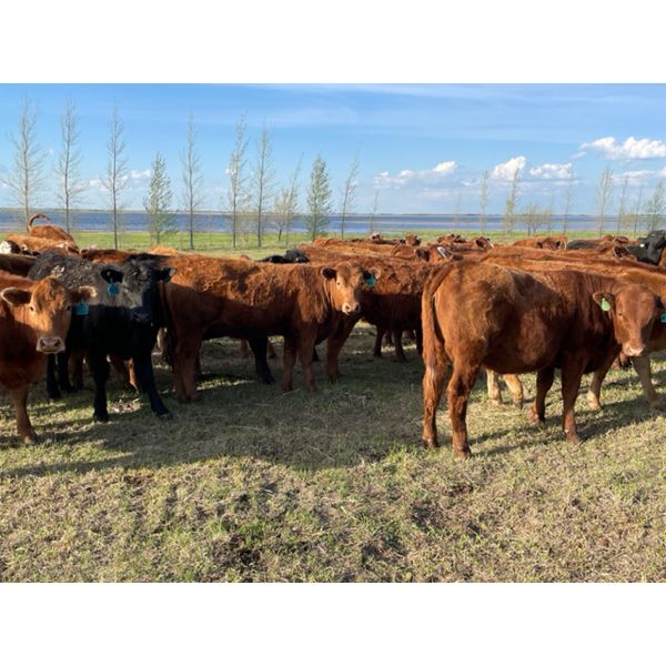 Poplar View Stock Farm - 925# Heifers - 200 Head (Pipestone, MB)