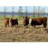 Image 2 : Poplar View Stock Farm - 925# Heifers - 200 Head (Pipestone, MB)