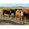 Image 6 : Poplar View Stock Farm - 925# Heifers - 200 Head (Pipestone, MB)