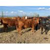 Image 8 : Poplar View Stock Farm - 925# Heifers - 200 Head (Pipestone, MB)