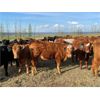 Image 9 : Poplar View Stock Farm - 925# Heifers - 200 Head (Pipestone, MB)